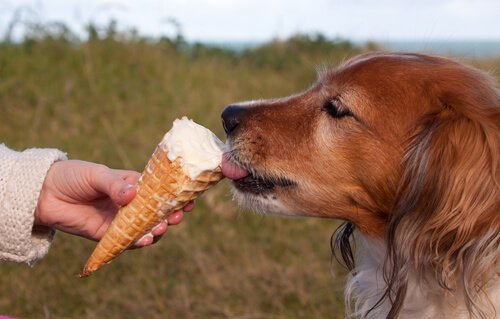 Hausgemachtes Eis für Hunde - lecker im Sommer