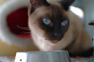 Hausrezepte für Katzen