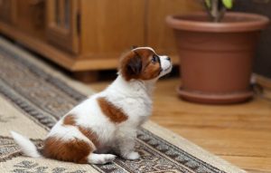 Haustier in einer Mietwohnung