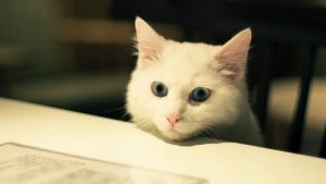 Ideale Haustiere für Wohnungen