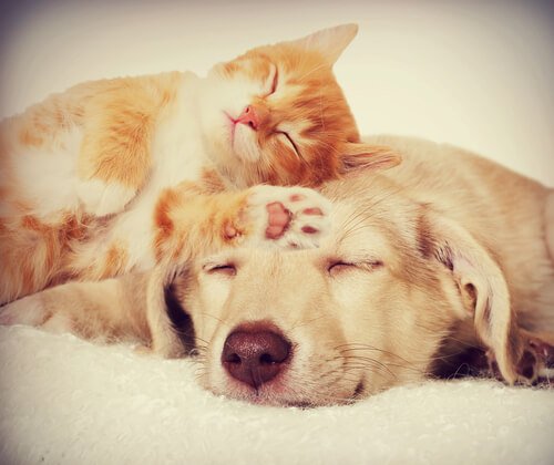 Können Hund und Katze nicht zusammenleben?