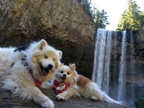 Hoshi, ein blinder Hund und sein Blindenhund Zen