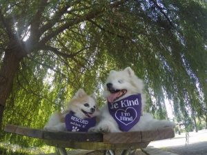 Hoshi vertraut als blinder Hund ganz auf Zen.