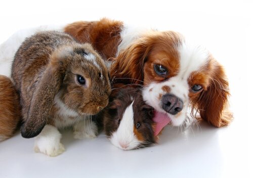Können Hund und Hase nicht zusammenleben?