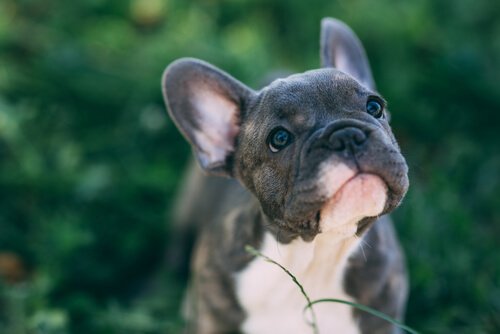 Häufige Ohrinfektionen bei Hunden