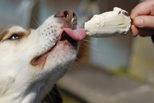 Hausgemachtes Eis für Hunde lecker im Sommer Deine Tiere