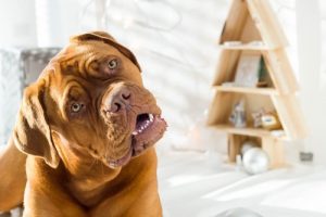 Lehnt dein Hund den Kopf zur Seite, wenn du mit ihm sprichst?