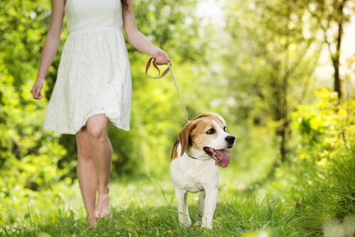 Hund und Mensch im Gleichgewicht