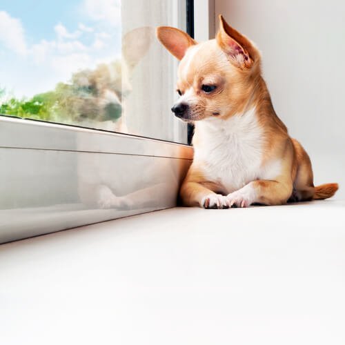 Ratschläge, wenn dein Hund viel Zeit alleine verbringt