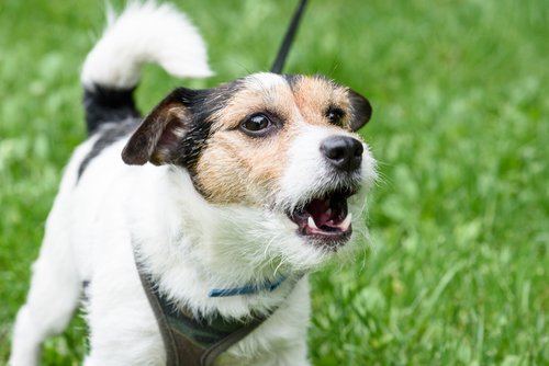 Hunde bellen auf verschiedene Weisen, um ihren Gefühlen Ausdruck zu verleihen.