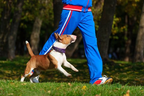 Hunden tut Auslauf gut