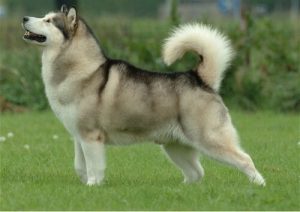 Wolfsähnliche Hunde und Züchtungen