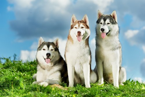 Huskys sind wolfsähnliche Hunde