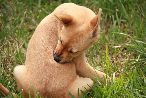 Hund versucht, sich die Zecken selbst zu entfernen