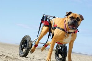 Hunde im Rollstuhl können trotz ihrer Behinderung toben.
