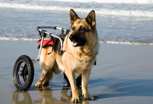 Hunde im Rollstuhl toben am Strand