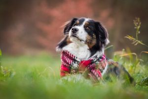 Hunde im Winter: Überlegungen und Ratschläge