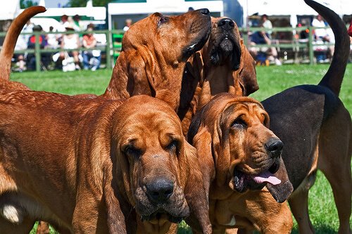 Hunde mit großen Ohren