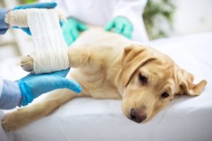 Anleitung zum Heilen von Wunden bei Hunden