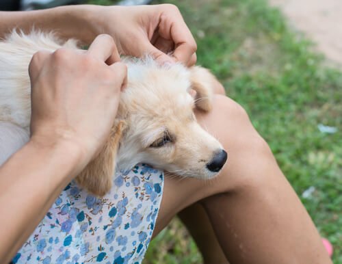 Wunden bei Hunden behandeln