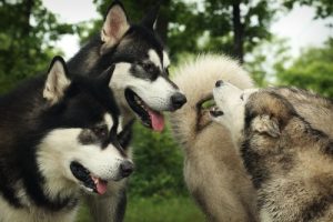 Stimmt es, dass sich Hunde untereinander wiedererkennen?