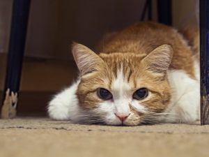 Die Rechtsberatungsstelle zur Aufklärung von Tiermissbrauch