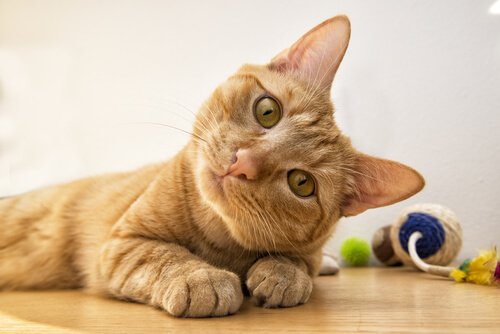 Was bedeuten die verschiedenen Gesichtsausdrücke der Katze?