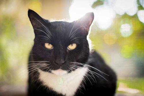 Es ist wichtig, die Gesichtsausdrücke unserer Katzen deuten zu können.