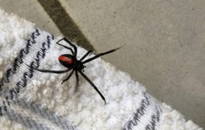 Warum du niemals eine Spinne zu Hause töten solltest