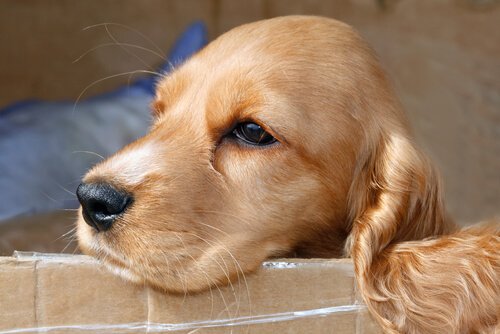Kennen Hunde die Zeit?