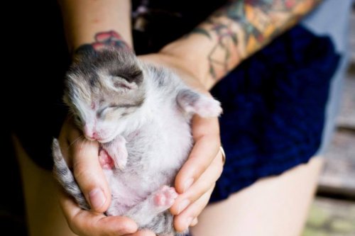 Kitten Lady rettet ein Katzenbaby.