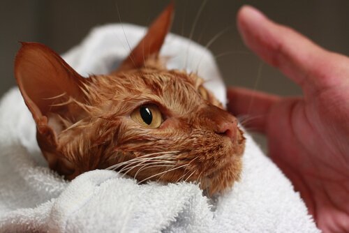 Katzen leben länger bei richtiger Pflege