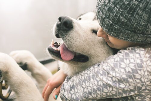 Spüren Hunde Liebe? Was sagt die Wissenschaft?
