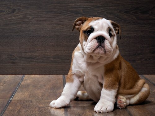 Alles über kurzschwänzige Hunde wie die Englische Bulldogge