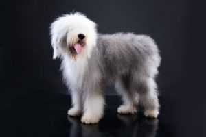 Alles über kurzschwänzige Hunde