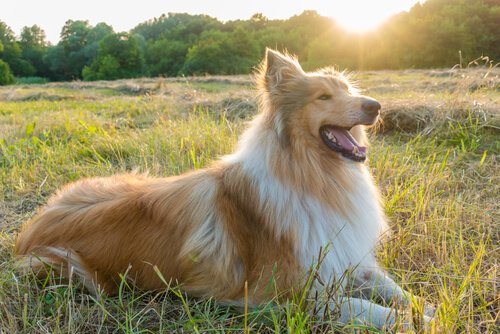 Lassie, einer der berühmtesten Hunde.
