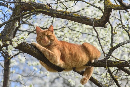 Katzen leben frei