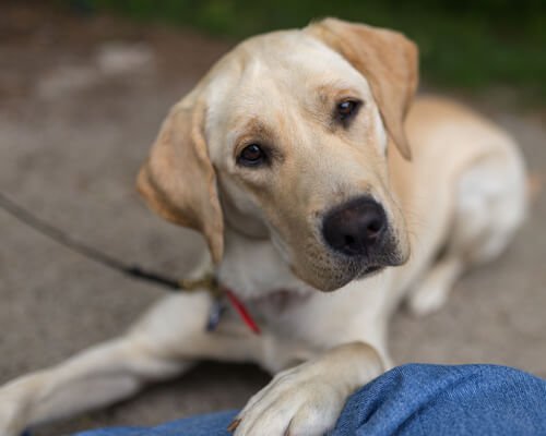 Marley, einer der berühmtesten Hunde.