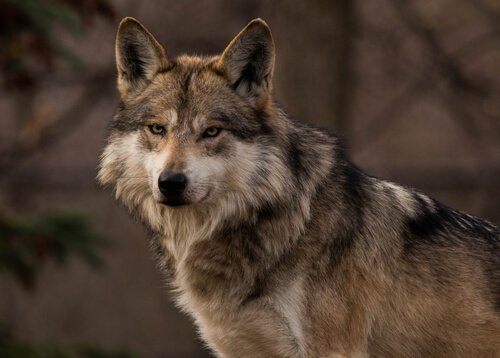Mexikanicher grauer Wolf