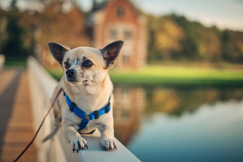 Neue Freunde im Airbnb für Hunde