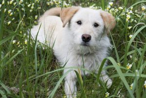 Was ist die Nickhaut bei Hunden?