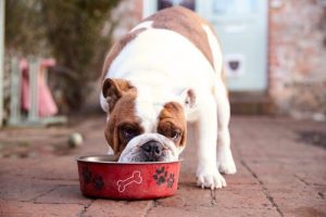 Die notwendigen Nährstoffe für ältere Hunde
