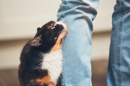 Eine Geste, dass deine Katze dich mag.
