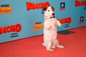 Erinnerung an die berühmtesten Hunde aus Kino und Fernsehen