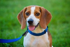 5 verschiedene Persönlichkeitstypen bei Hunden