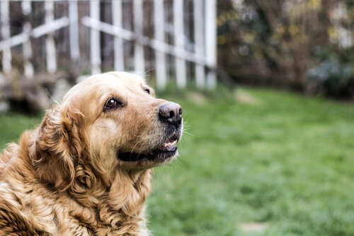 Augenwürmer beim Hund Ursachen, Symptome und Behandlung