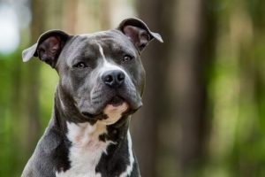 Gibt es pflegeleichte Hunde?