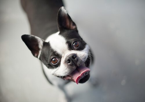 Boston Terriers sind kleine und pflegeleichte Hunde.