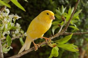Pflegetipps für Kanarienvögel