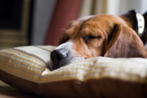 Hauptursachen für den plötzlichen Hundetod